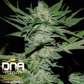 DNA Genetics Seeds Limited Collection Sour Krypt