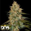 DNA Genetics Seeds Chocolope Kush