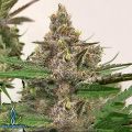 Exotic Genetix Seeds Strawberries & Cream F2