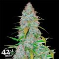 FastBuds Seeds California Snow AUTO