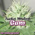 Dr. Underground Seeds AUTO Melon Gum