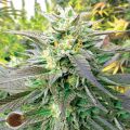 Emerald Triangle Seeds Blueberry Headband