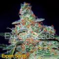 Expert Seeds Cheese AUTO
