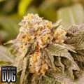 Dungeon Vault Genetics Seeds Grandpa's Breath F2