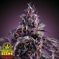 Freedom Seeds Midnight Express AUTO