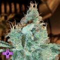 Gage Green Seeds Aloha Grape Stomper