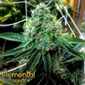 Elemental Seeds The True OG