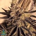 Exotic Genetix Seeds Donkey Butter
