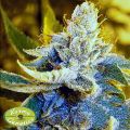 Karma Genetics Seeds Brotherhood OG