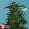 Jordan Of The Islands Seeds Blue Hawaiian Sativa