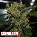 Green Label Seeds Automatic Mega Bud