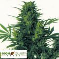 High Quality Seeds Afghani Hindu Kush
