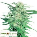 High Quality Seeds Big Bud Super Skunk