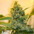 Hortilab Seeds Super Sour Skunk