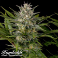 Humboldt Seed Organization Pineapple Skunk REGULAR
