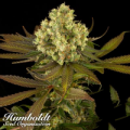Humboldt Seed Organization Sour Blueberry REGULAR