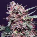 Greenbud Seeds Lemon Pie AUTO