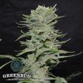 Greenbud Seeds Lemon Pie