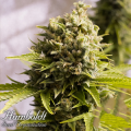 Humboldt Seed Organization AUTOMATIC Bubba Cheese