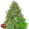 Heavyweight Seeds 2 Fast 2 Vast AUTO