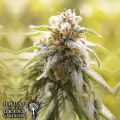 House of the Great Gardener Seeds CBD Afghani
