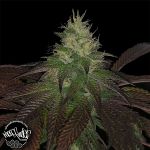 Pheno Finder Seeds Purple Strawberry Sherbert