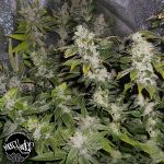 Pheno Finder Seeds Sourwalker