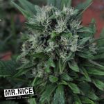 Mr Nice Seeds U2