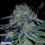 Positronics Seeds Mystic Cookie