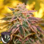 Purple Caper Seeds Strawberry Banana Zkittlez