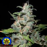 Next Generation Seeds Blue Dynamite