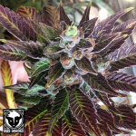 Rare Dankness Seeds Dank Commander