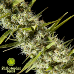Philosopher Seeds Early Maroc