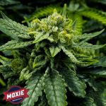 Moxie Seeds Lemonade Haze