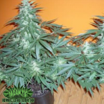 Mdanzig Seeds Sour60 Automatic
