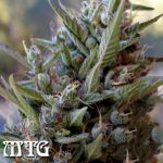 MTG Seeds Covelo Sour Diesel