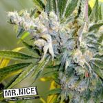 Mr Nice Seeds Critical Haze