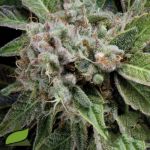 Pyramid Seeds Blue Pyramid