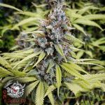 Oni Seed Co Afghan Peach