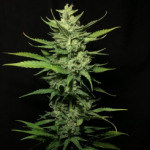 Paradise Seeds Chong's Choice Auto Kong 4