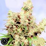 Sagarmatha Seeds Stonehedge