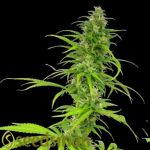 Seedsman Seeds California Skunk Haze