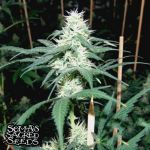 Soma Seeds Somaui