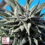 Top Tao Seeds Auto Tao Blueberry