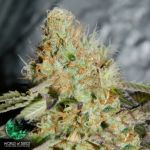 World of Seeds Legend Collection Afghan Kush Special