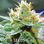 Vision Seeds Amnesia x Buddha Kush