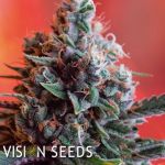 Vision Seeds Dark Star x AK-49