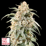 Top Tao Seeds Big Auto Tao