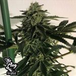 The Plug Seedbank Blue OG Sherbet