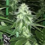 The Plug Seedbank Sour Lemonaid OG